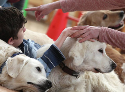 Пет-терапия: какие животные лечат людей?